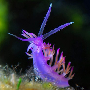 Dənizin dibində yaşayan qeyri-adi canlı: Nudibranxlar (Dəniz dovşanları) 