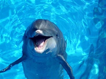 Bir-birinə yardım edən fədakar delfinlər 