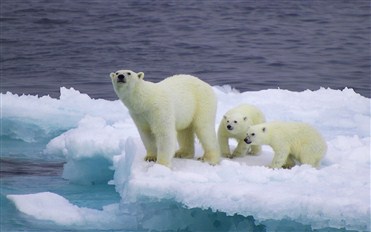Ağ ayılar dondurucu sularda uzun müddət necə üzür? 