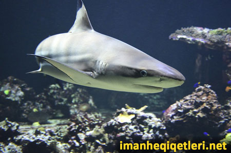 Köpək balığının dərisindəki çıxıntının suyun müqavimətinin təsirini azaltması 