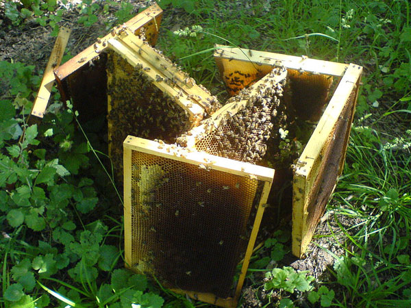 Kompüter proqramçıları bal arılarını nümunə götürür 