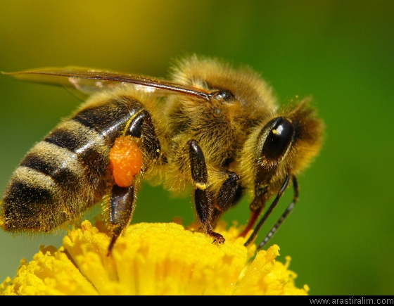 Dişi bal arısı.jpg